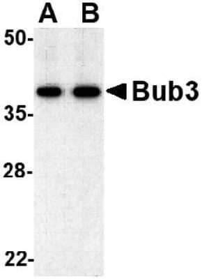 Western Blot: Bub3 Antibody [NBP1-76796] - Jurkat cell lysate with bub3 antibody at (A) 0.5 and (B) 1 ug/ml.