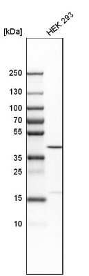 Western Blot: Bub3 Antibody [NBP1-88517] - Analysis in human cell line HEK 293.