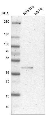 Western Blot: Bub3 Antibody [NBP1-88517] - Analysis in mouse cell line NIH-3T3 and rat cell line NBT-II.