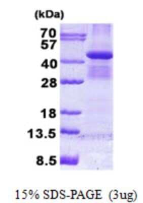 SDS-Page: Bub3 Protein [NBP2-22719]