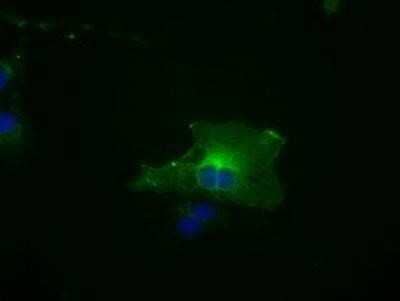 Immunocytochemistry/Immunofluorescence: BubR1 Antibody (OTI6E5) - Azide and BSA Free [NBP2-70314] - Staining of COS7 cells transiently transfected by pCMV6-ENTRY BubR1.