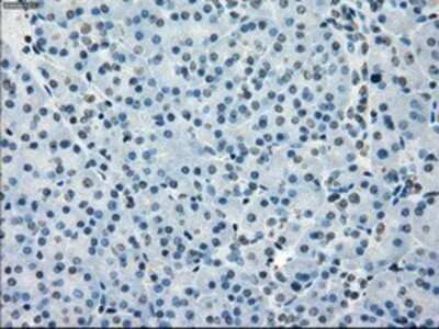 Immunohistochemistry: BubR1 Antibody (OTI6E5) - Azide and BSA Free [NBP2-70314] - Staining of paraffin-embedded pancreas tissue using anti-BubR1 mouse monoclonal antibody.