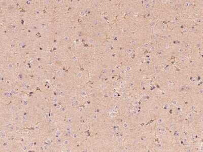 Immunohistochemistry-Paraffin: Butyrylcholinesterase/BCHE Antibody [NBP2-98275] - Immunochemical staining of mouse Butyrylcholinesterase/BCHE in mouse brain with rabbit polyclonal antibody at 1:1000 dilution, formalin-fixed paraffin embedded sections.