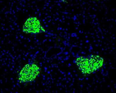 Immunohistochemistry-Paraffin: C-Peptide Antibody (SA0410) [NBP2-67288] - Immunofluorescence staining of paraffin- embedded mouse pancreas tissue using anti-Rubisco activase rabbit polyclonal antibody.The section was pre-treated using heat mediated antigen retrieval with Tris-EDTA buffer (pH 9.0) for 20 minutes.(sodium citrate buffer (pH6) for 20 mins.) The tissues were blocked in 10% negative goat serum for 1 hour at room temperature, washed with PBS, and then probed with at 1/200 dilution for 10 hours at 4? and detected using Alexa Fluor (TM) 488 conjugate-Goat anti-Rabbit IgG (H+L) Secondary Antibody at a dilution of 1:500 for 1 hour at room temperature.