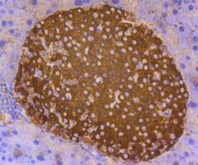 Immunohistochemistry-Paraffin: C-Peptide Antibody (SA0410) [NBP2-67288] - Analysis of paraffin-embedded mouse pancreas tissue using anti-Insulin antibody. Counter stained with hematoxylin.