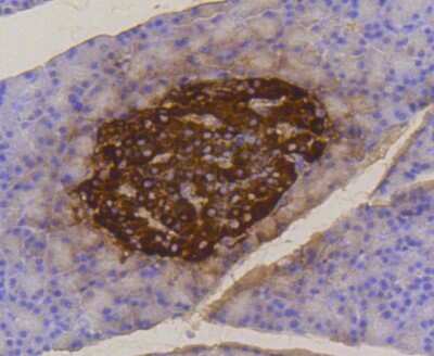Immunohistochemistry-Paraffin: C-Peptide Antibody (SA0410) [NBP2-67288] - Analysis of paraffin-embedded rat pancreas tissue using anti-Insulin antibody. Counter stained with hematoxylin.