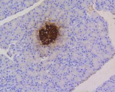 Immunohistochemistry-Paraffin: C-Peptide Antibody (SA0410) [NBP2-67288] - Immunohistochemical analysis of paraffin-embedded rat pancreas tissue using anti-Insulin antibody. The section was pre-treated using heat mediated antigen retrieval with Tris-EDTA buffer (pH 8.0-8.4) for 20 minutes.The tissues were blocked in 5% BSA for 30 minutes at room temperature, washed with ddH2O and PBS, and then probed with the primary antibody (1/50) for 30 minutes at room temperature. The detection was performed using an HRP conjugated compact polymer system. DAB was used as the chromogen. Tissues were counterstained with hematoxylin and mounted with DPX.