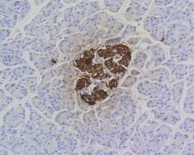 Immunohistochemistry-Paraffin: C-Peptide Antibody (SA0410) [NBP2-67288] - Immunohistochemical analysis of paraffin-embedded human pancreas tissue using anti-Insulin antibody. The section was pre-treated using heat mediated antigen retrieval with Tris-EDTA buffer (pH 8.0-8.4) for 20 minutes.The tissues were blocked in 5% BSA for 30 minutes at room temperature, washed with ddH2O and PBS, and then probed with the primary antibody (1/2,000) for 30 minutes at room temperature. The detection was performed using an HRP conjugated compact polymer system. DAB was used as the chromogen. Tissues were counterstained with hematoxylin and mounted with DPX.