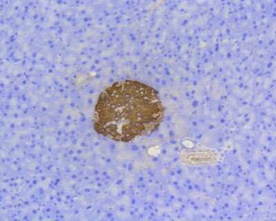 Immunohistochemistry-Paraffin: C-Peptide Antibody (SA0410) [NBP2-67288] - Immunohistochemical analysis of paraffin-embedded mouse pancreas tissue using anti-Insulin antibody. The section was pre-treated using heat mediated antigen retrieval with Tris-EDTA buffer (pH 8.0-8.4) for 20 minutes.The tissues were blocked in 5% BSA for 30 minutes at room temperature, washed with ddH2O and PBS, and then probed with the primary antibody (1/2,000) for 30 minutes at room temperature. The detection was performed using an HRP conjugated compact polymer system. DAB was used as the chromogen. Tissues were counterstained with hematoxylin and mounted with DPX.