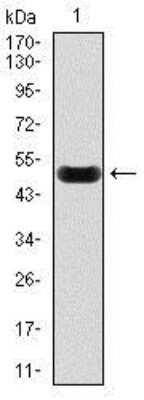 Western Blot: C-Reactive Protein/CRP Antibody (1G1) [NBP2-22192] - Western blot analysis using C-Reactive Protein mAb against human C-Reactive Protein recombinant protein. ( AA: 1-224, Expected MW is 51 kDa)