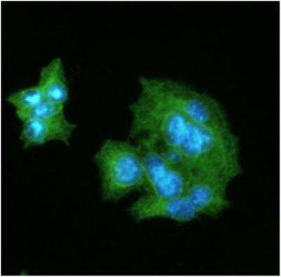 Immunocytochemistry/Immunofluorescence: C-Reactive Protein/CRP Antibody (5A9) [NBP1-04282] - Analysis of CRP in HepG2 cells line.
