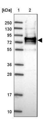 Immunohistochemistry: C10orf131 Antibody [NBP2-30772] - Lane 1: Marker [kDa] 250, 130, 95, 72, 55, 36, 28, 17, 10, Lane 2: Human cell line RT-4  