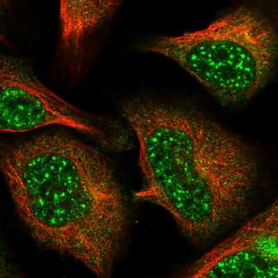 Immunocytochemistry/ Immunofluorescence BORCS7 Antibody - BSA Free