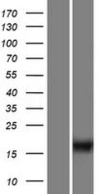 Western Blot: C10orf53 Overexpression Lysate (Adult Normal) [NBP2-04845] Left-Empty vector transfected control cell lysate (HEK293 cell lysate); Right -Over-expression Lysate for C10orf53.