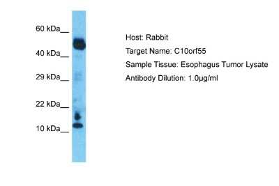 Western Blot C10orf55 Antibody - BSA Free