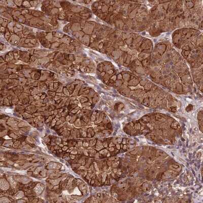 Immunohistochemistry-Paraffin: ARMH3 Antibody [NBP2-30398] - Staining of human stomach, upper shows strong cytoplasmic and membranous positivity in glandular cells.
