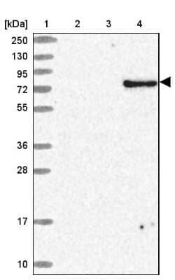Western Blot: ARMH3 Antibody [NBP2-30398] - Lane 1: Marker  [kDa] 250, 130, 95, 72, 55, 36, 28, 17, 10.  Lane 2: Human cell line RT-4.  Lane 3: Human cell line U-251MG sp.  Lane 4: Human plasma (IgG/HSA depleted)