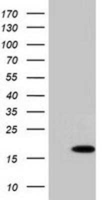 Flow Cytometry: C10orf82 Antibody (OTI1G4) - Azide and BSA Free [NBP2-72401] - HEK293T cells were transfected with the pCMV6-ENTRY control (Left lane) or pCMV6-ENTRY C10orf82 (Right lane) cDNA for 48 hrs and lysed. Equivalent amounts of cell lysates (5 ug per lane) were separated by SDS-PAGE and immunoblotted with anti-C10orf82.