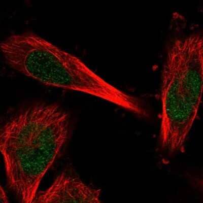 Immunocytochemistry/ Immunofluorescence C11orf1 Antibody - BSA Free