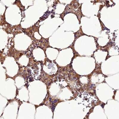 Immunohistochemistry-Paraffin: TMEM258 Antibody [NBP1-91711] -  Staining of human bone marrow shows moderate cytoplasmic positivity in hematopoietic cells.