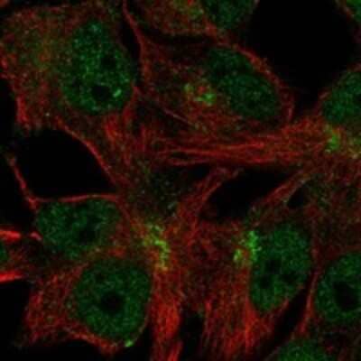 Immunocytochemistry/ Immunofluorescence C11orf24 Antibody - BSA Free