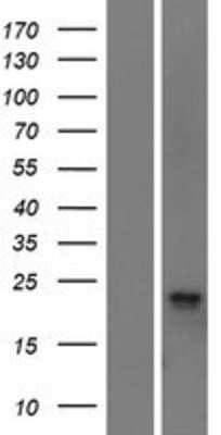 Western Blot C11orf24 Overexpression Lysate