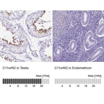 <b>Orthogonal Strategies Validation. </b>Immunohistochemistry-Paraffin: C11orf42 Antibody [NBP2-38028] - Staining in human testis and endometrium tissues using anti-C11orf42 antibody. Corresponding C11orf42 RNA-seq data are presented for the same tissues.