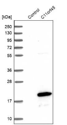 Western Blot: C11orf45 Antibody [NBP1-81900] - Analysis in control (vector only transfected HEK293T lysate) and C11orf45 over-expression lysate (Co-expressed with a C-terminal myc-DDK tag (3.1 kDa) in mammalian HEK293T cells).