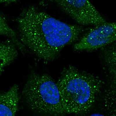 Immunocytochemistry/ Immunofluorescence ARL14EP Antibody