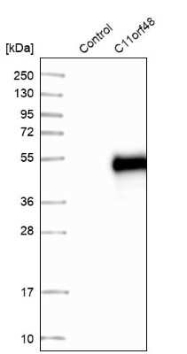 Western Blot LBHD1 Antibody - BSA Free