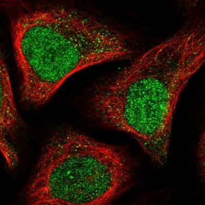 Immunocytochemistry/ Immunofluorescence ANAPC15 Antibody - BSA Free