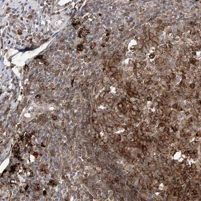 Immunohistochemistry-Paraffin ANAPC15 Antibody - BSA Free