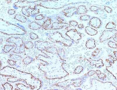 Immunohistochemistry-Paraffin: C11orf52 Antibody [NBP3-12547] - Staining of human C11orf52 in human placenta with rabbit polyclonal antibody at 1:100 dilution.