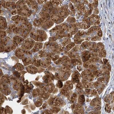 Immunohistochemistry-Paraffin NKAPD1 Antibody - BSA Free