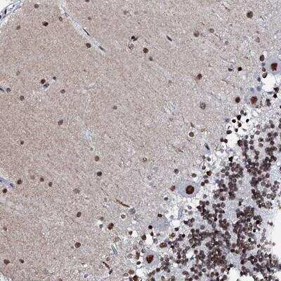 Immunohistochemistry-Paraffin NKAPD1 Antibody - BSA Free