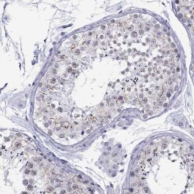 Immunohistochemistry-Paraffin: C11orf63 Antibody [NBP2-62719] - Staining of human testis shows high expression.