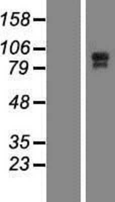 Western Blot: C11orf63 Overexpression Lysate (Adult Normal) [NBP2-06286] Left-Empty vector transfected control cell lysate (HEK293 cell lysate); Right -Over-expression Lysate for C11orf63.