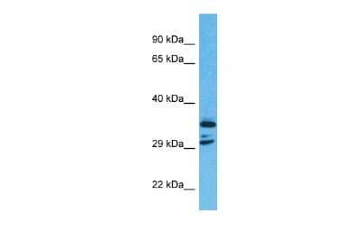 Western Blot C11orf65 Antibody - BSA Free