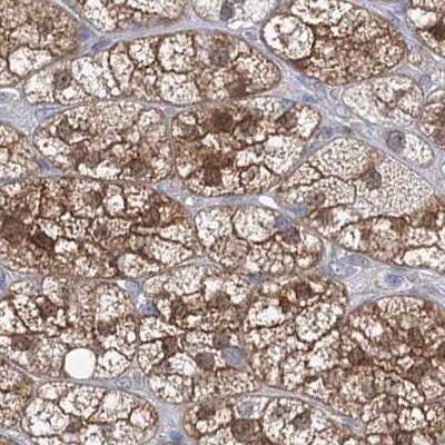 Immunohistochemistry-Paraffin: AAMDC Antibody [NBP2-31969] -  Staining of human adrenal gland.