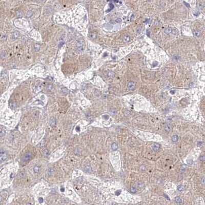 Immunohistochemistry-Paraffin: AAMDC Antibody [NBP2-34040] - Staining of human liver.