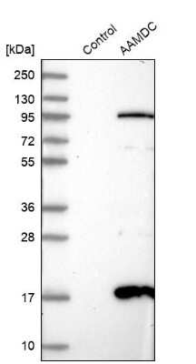 <b>Independent Antibodies Validation. </b>Western Blot: AAMDC Antibody [NBP2-34040] -  Analysis in control (vector only transfected HEK293T lysate) and AAMDC over-expression lysate (Co-expressed with a C-terminal myc-DDK tag (3.1 kDa) in mammalian HEK293T cells).