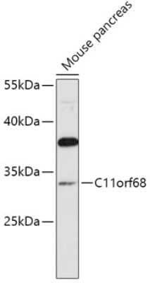 Western Blot C11orf68 Antibody - Azide and BSA Free