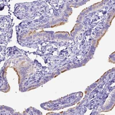 Immunohistochemistry-Paraffin: C11orf70 Antibody [NBP1-81213] - Staining of human fallopian tube shows high expression.