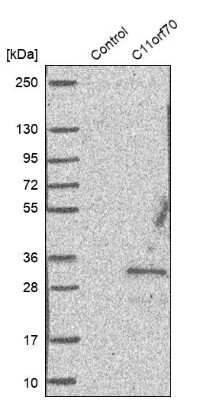 Western Blot: C11orf70 Antibody [NBP1-81213] - Analysis in control (vector only transfected HEK293T lysate) and C11orf70 over-expression lysate (Co-expressed with a C-terminal myc-DDK tag (3.1 kDa) in mammalian HEK293T cells).