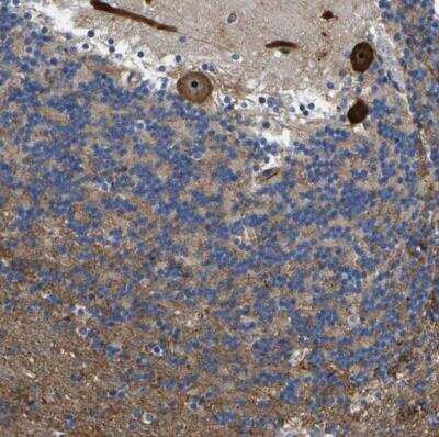 Immunohistochemistry-Paraffin RESF1 Antibody - BSA Free