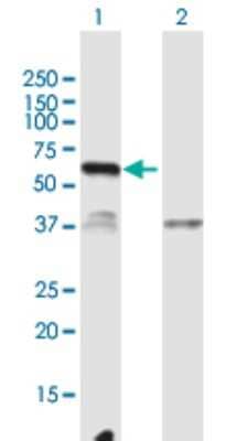 Western Blot: C12orf40 Antibody [H00283461-B01P] - Analysis of C12orf40 expression in transfected 293T cell line by C12orf40 polyclonal antibody.  Lane 1: C12orf40 transfected lysate(46.42 KDa). Lane 2: Non-transfected lysate.