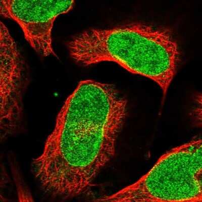 Immunocytochemistry/ Immunofluorescence C12orf45 Antibody - BSA Free