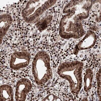 Immunohistochemistry-Paraffin C12orf45 Antibody - BSA Free