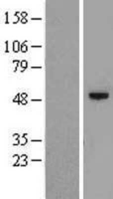 Western Blot: C12orf50 Overexpression Lysate (Adult Normal) [NBL1-08148] Left-Empty vector transfected control cell lysate (HEK293 cell lysate); Right -Over-expression Lysate for C12orf50.