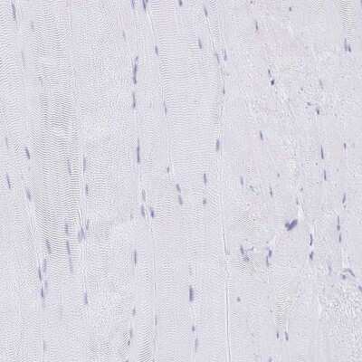 Immunohistochemistry-Paraffin C12orf56 Antibody - BSA Free
